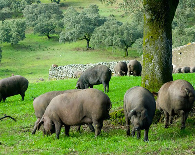 Giống Heo Đen Iberico