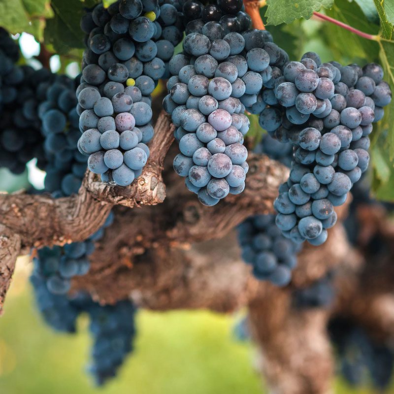 Montepulciano