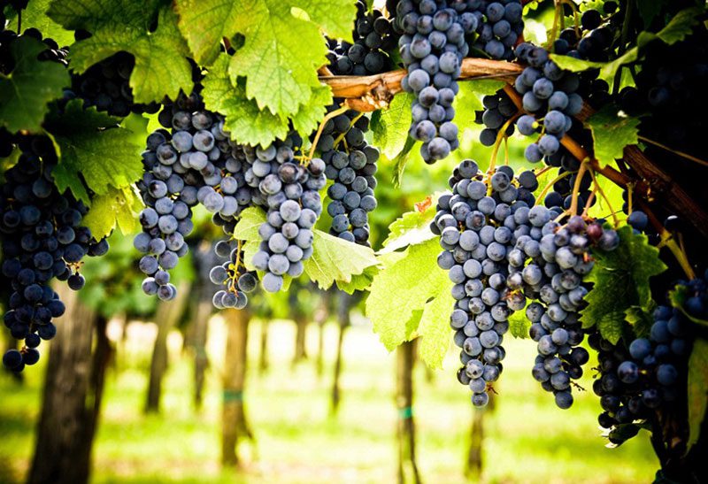 Cabernet Sauvignon