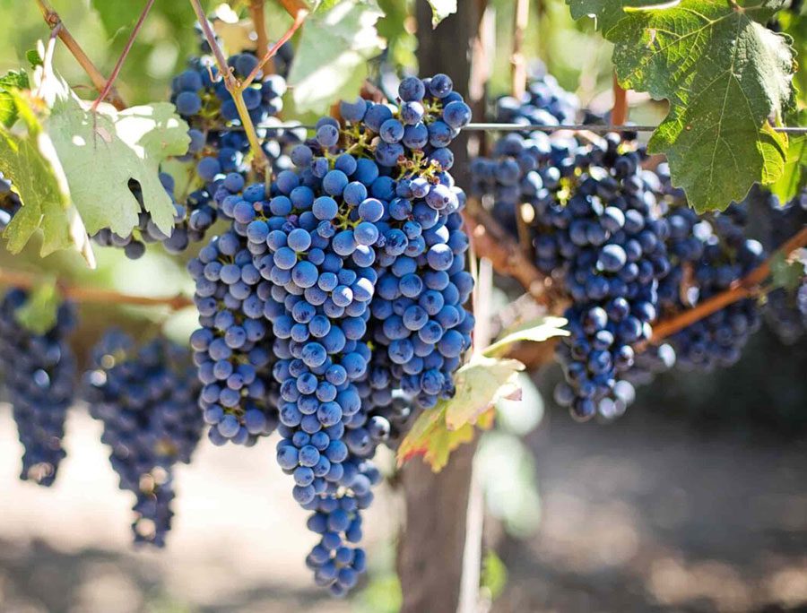 Carmenere