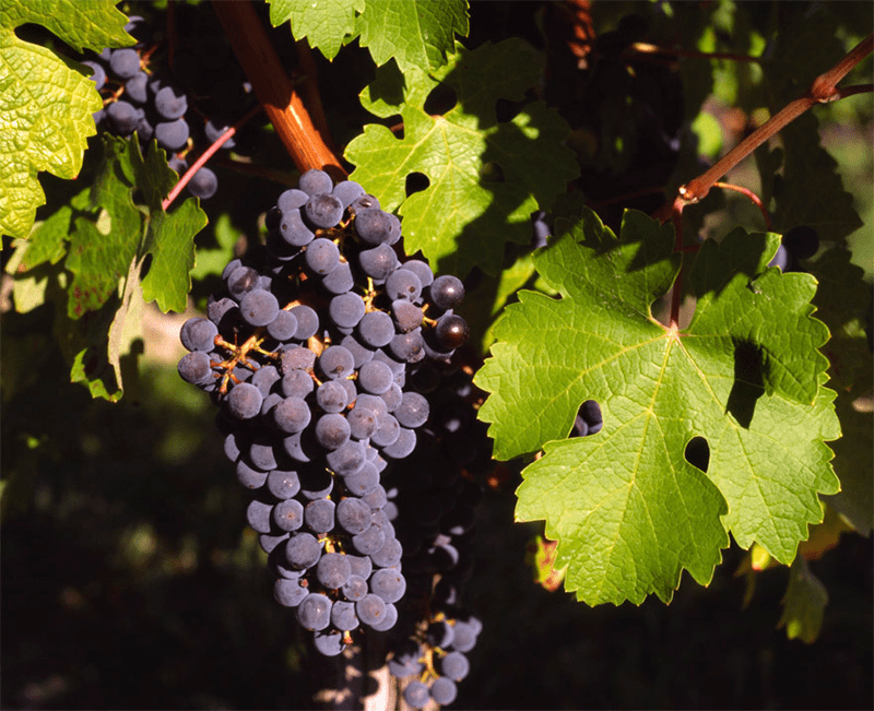 Giống Nho Cabernet Sauvignon