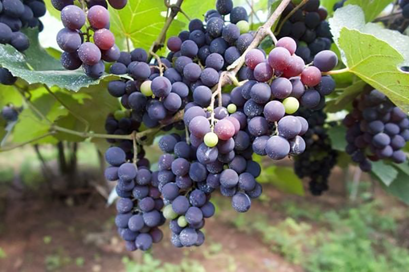 Giống Nho Chile Nổi Bật