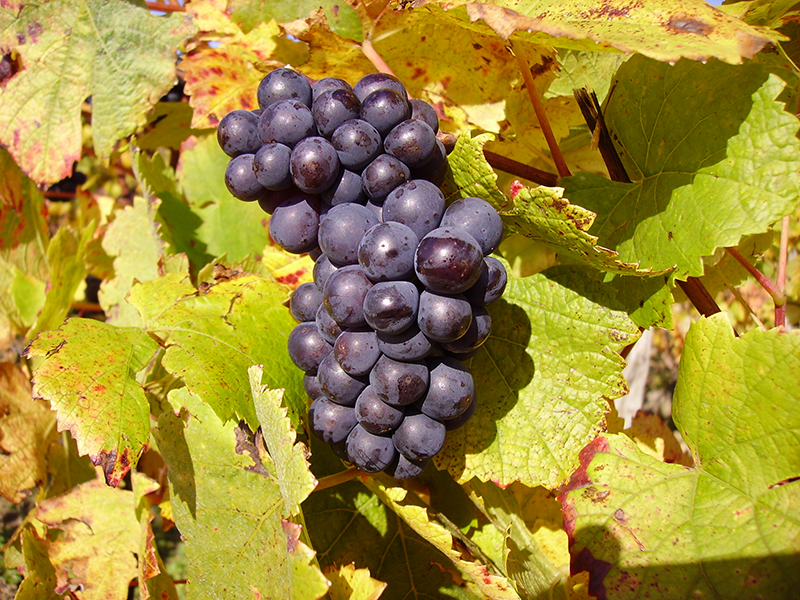 Giống Nho Pinot Noir