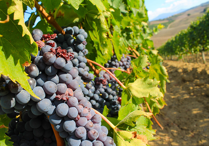 Nho Montepulciano