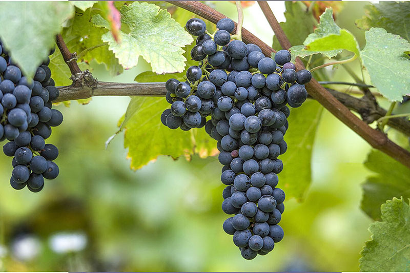 Nho Syrah