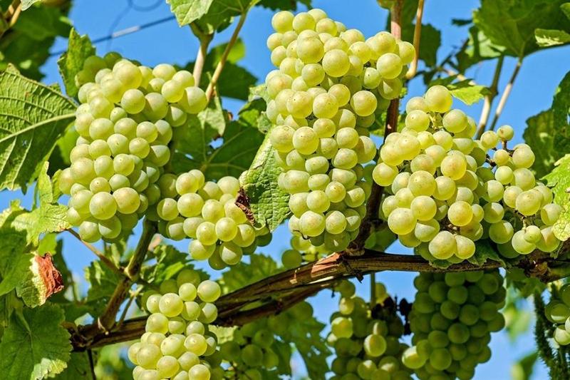 Những Giống Nho Trắng Nổi Bật