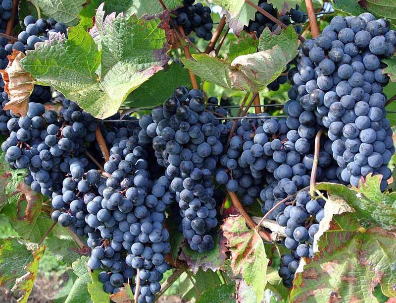 Giống Nho Aglianico
