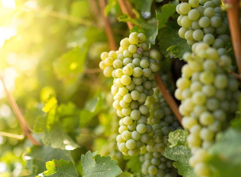Nho Sauvignon Blanc