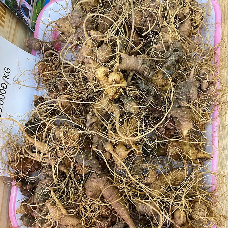 Sâm Ngọc Linh Thật